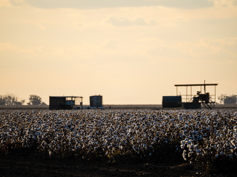 Horizontal landscape of cotton harvesting machinery in silhouette in the distance at dusk in the cotton fields near Moree NSW