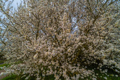 blossom tree spring nature tree april may