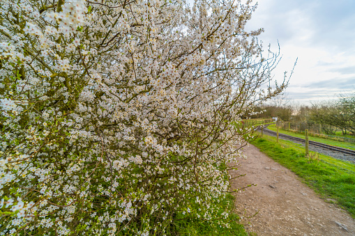 blossom tree spring nature tree april may