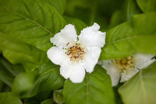 istock Medlar flower of fruit tree in late spring 1317946114