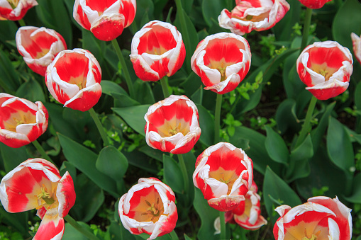 Close-up of beautiful red tulips with a white border. Flowers can lift the mood with their fragrance and beauty.