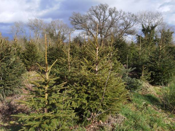istock christmas tree plantation farm winter 1317946735