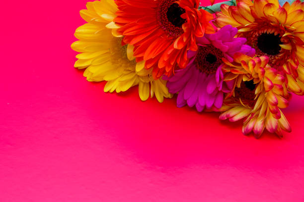 istock different color gerneras on the pink background yellow pink red top view copy space bright colors 1317947600