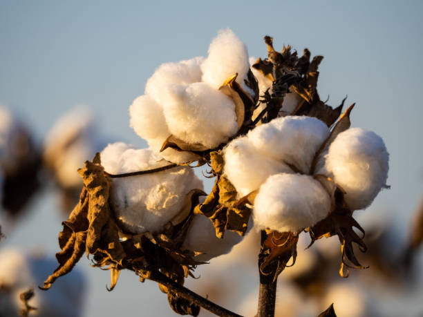 istock Cotton Plants Ready for Harvesting 1317947860