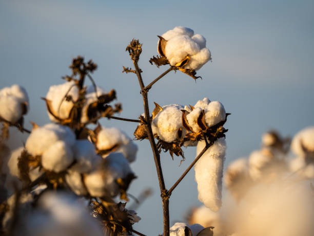 istock Cotton Plants Ready for Harvesting 1317947967