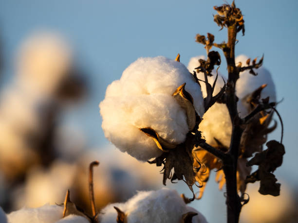 istock Cotton Plants Ready for Harvesting 1317948060