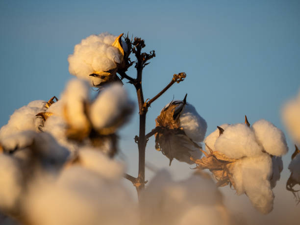 istock Cotton Plants Ready for Harvesting 1317948089