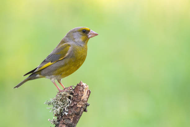 chloris europeo de carduelis. en la naturaleza - green finch fotografías e imágenes de stock