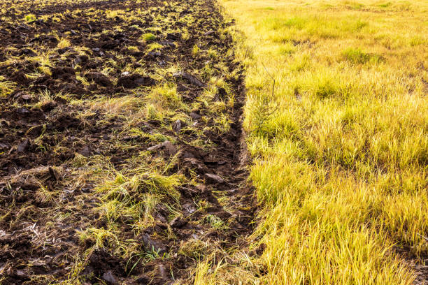 The soil background, which contains organic matter in the field and the weed grass, is tilled in preparation for rice cultivation, which is common in rural Thailand.