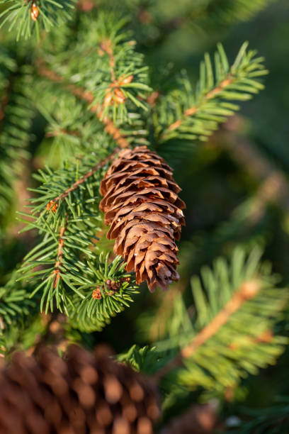 istock Dry open spruce cone on a branch with needles close-up. 1317949356