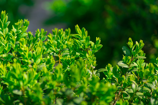Branches of bushes with green leaves, against the background of bushes in defocus