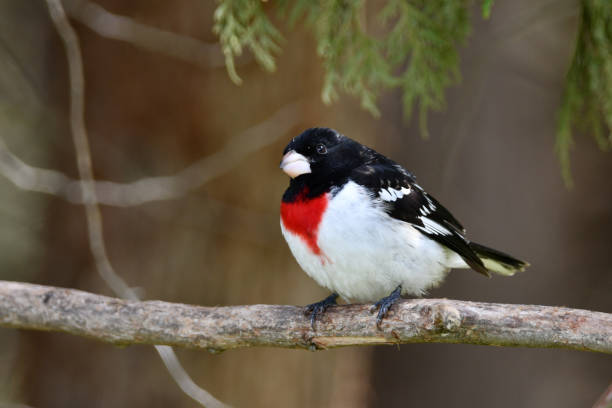 istock Male Rose Breasted Grosbeak bird 1317952934