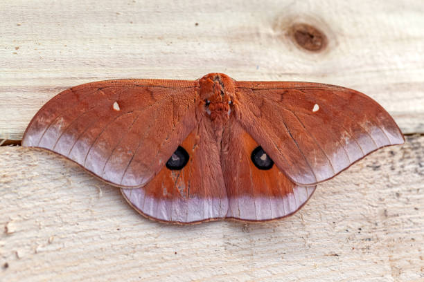 antheraea polyphemus, polyphemus-motte - eichenseidenspanner stock-fotos und bilder