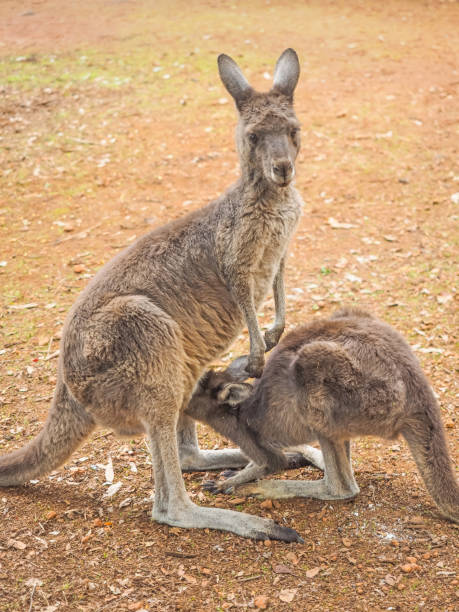istock Western Grey Kangaroo Feeding Youngster 1317953140