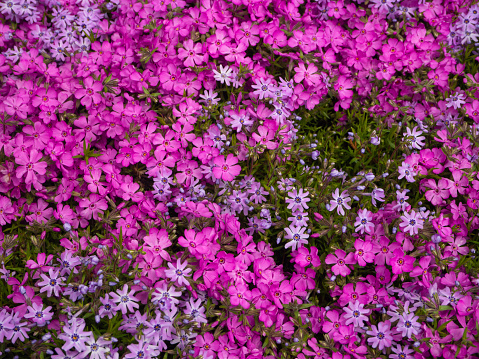 A lush carpet of pink phlox flowers. Spring natural background. Lots of little pink flowers in a green top view. Close-up of the petals. (center of focus).