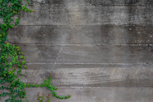 istock Green ivy leaves on concrete wall with copy space 1317954713