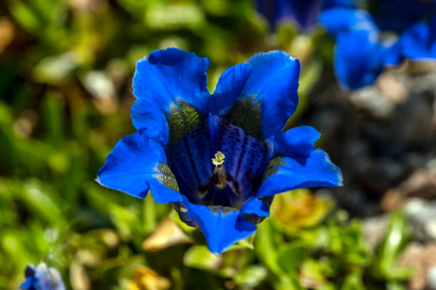 istock Gentiana occidentalis 1317955278