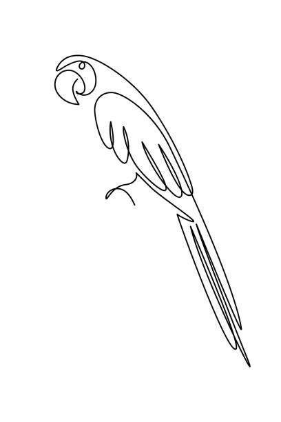 Parrot Parrot bird in continuous line art drawing style. Macaw parrot sitting minimalist black linear sketch isolated on white background. Vector illustration continuous line drawing bird stock illustrations