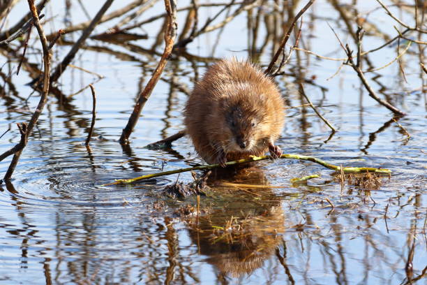 istock Ondatra zibethicus. Muskrat food on a spring day 1317955443