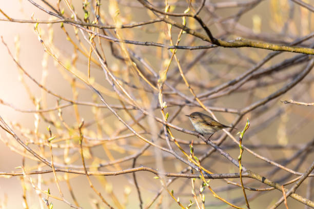 istock small song bird Willow Warbler, Europe wildlife 1317957015
