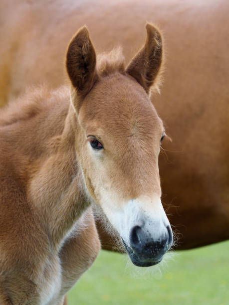 istock Suffolk Punch Foal Headshot 1317959407
