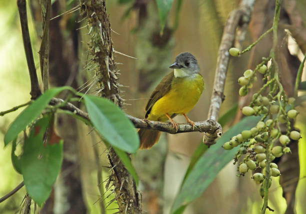 istock Yellow-bellied Bulbul 1317959469