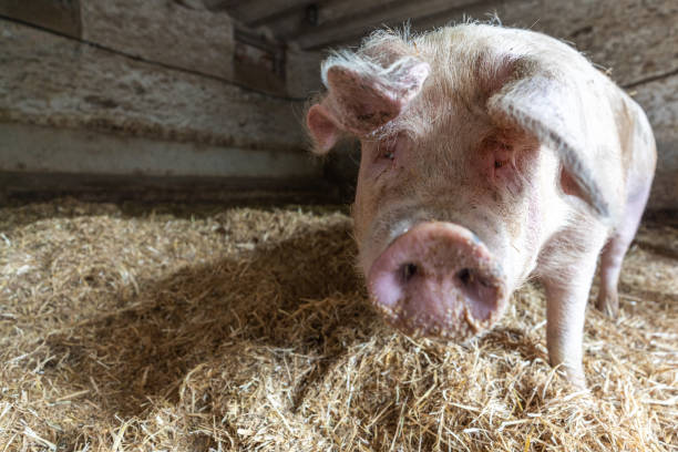 istock A pig in an organic French farm 1317960149