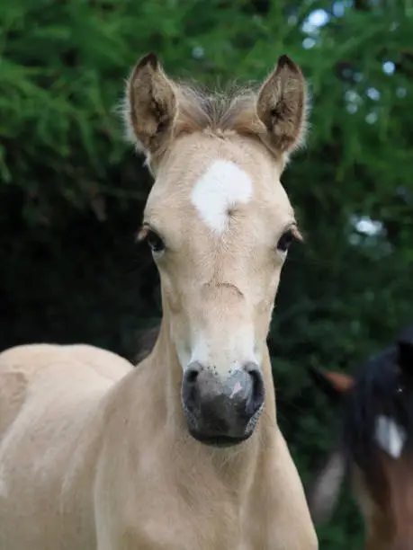 A head shot of a cute Welsh pony foal.