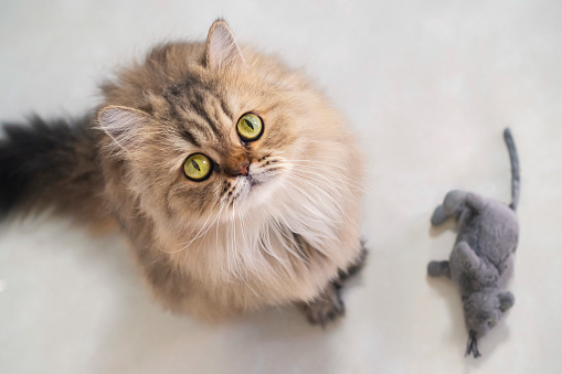 Top view of cute happy british longhair chinchilla persian kitten cat standing next mouse doll and looking up at camera owner and asking for pet food prize in the morning with copy space.