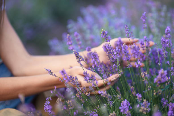 istock Female hands touching flowers in lavender field. 1317962119