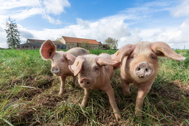 istock A pig in an organic French farm 1317962221