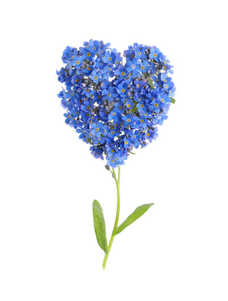 istock Heart made with beautiful Forget-me-not flowers isolated on white 1317963616