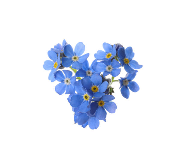 istock Heart made with blue Forget-me-not flowers isolated on white 1317963627