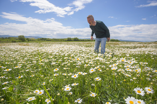 Adult man standing at blooming daisy flower meadow and sneezing