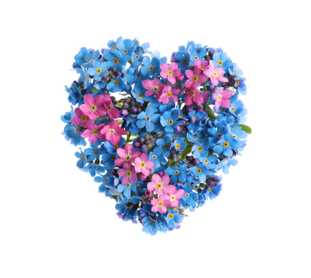 istock Heart made with beautiful Forget-me-not flowers isolated on white 1317963689