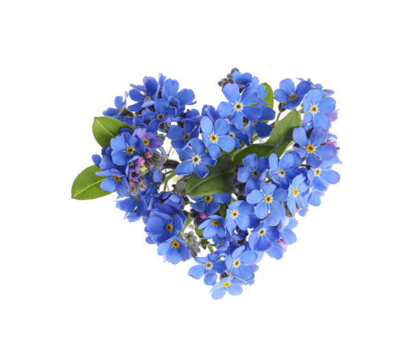 istock Heart made with blue Forget-me-not flowers isolated on white 1317964263
