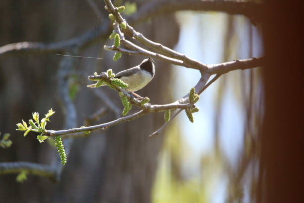 Carolina Chickadee perched in tree stock photo