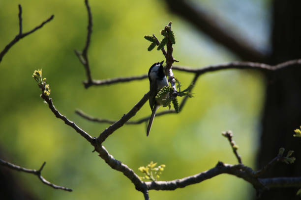 Carolina Chickadee perched in tree stock photo