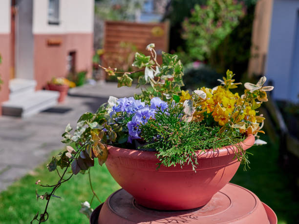 istock Pot with a houseplant in a garden 1317965000