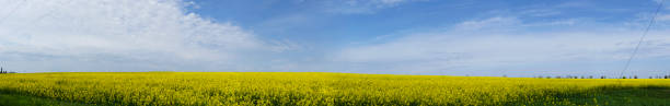 istock Wide angle blooming canola field, blue sky.Beautiful summer landscape 1317966192
