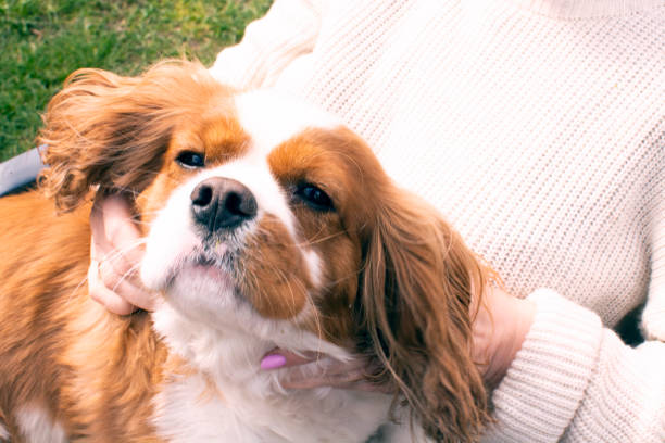 istock Cute cavalier king charles spaniel a three-year-old Close-up. 1317967767