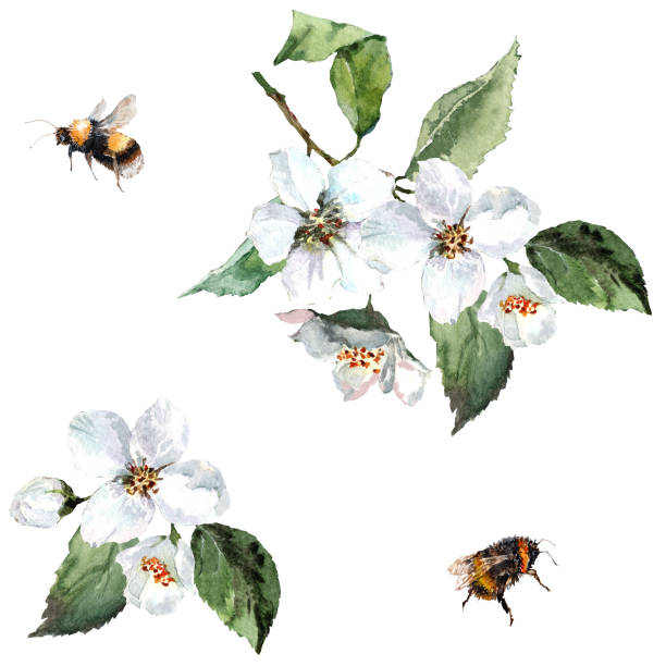 istock Jasmine flowers, cherries on the branches with buds, green leaves, flying bumblebees and bees. Hand drawn watercolor painting on white background. 1317968075