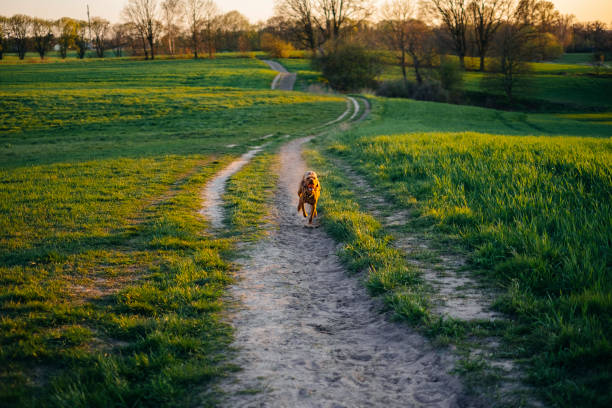 istock Agile dog running fast on footpath creating a dust cloud behind him 1317969663