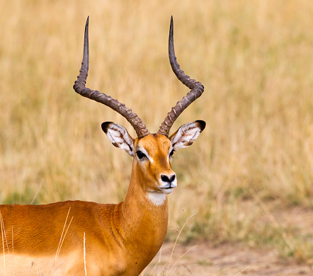 A close-up of a male Impala. Taken in Kenya