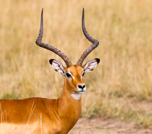 Impala Stock Photo A close-up of a male Impala. Taken in Kenya impala stock pictures, royalty-free photos & images