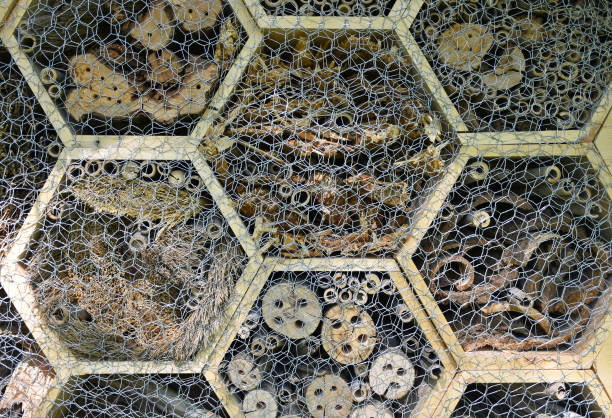 istock Artificial nest for wasps made of tree trunks and wire 1317970438