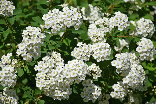 White flowers of a buch in spring time