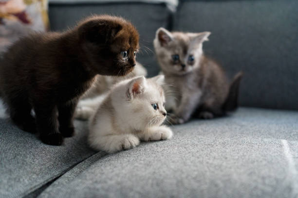 istock British shorthairs kitten cat  playing 1317970560