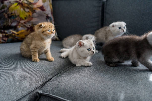 istock British shorthairs kitten cat  playing 1317970649