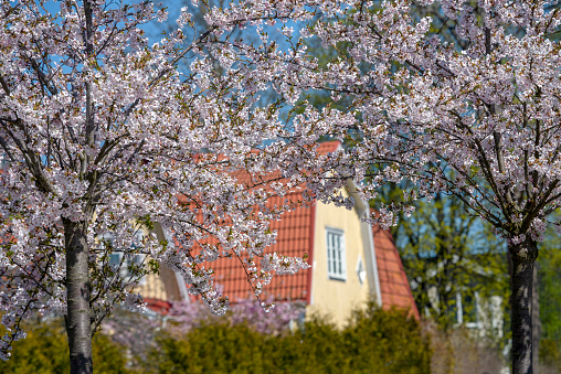 stockholm sweden \n may  12  - 2021 \n ornamental cherry trees bloom next to residential buildings